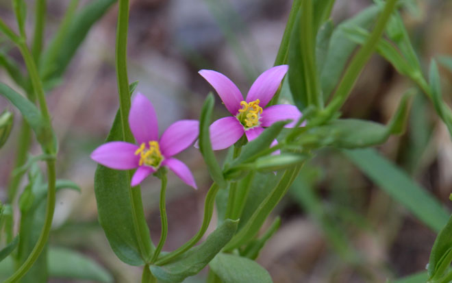 Zeltnera arizonica, Arizona Centaury 
(= Centaurium arizonicum)